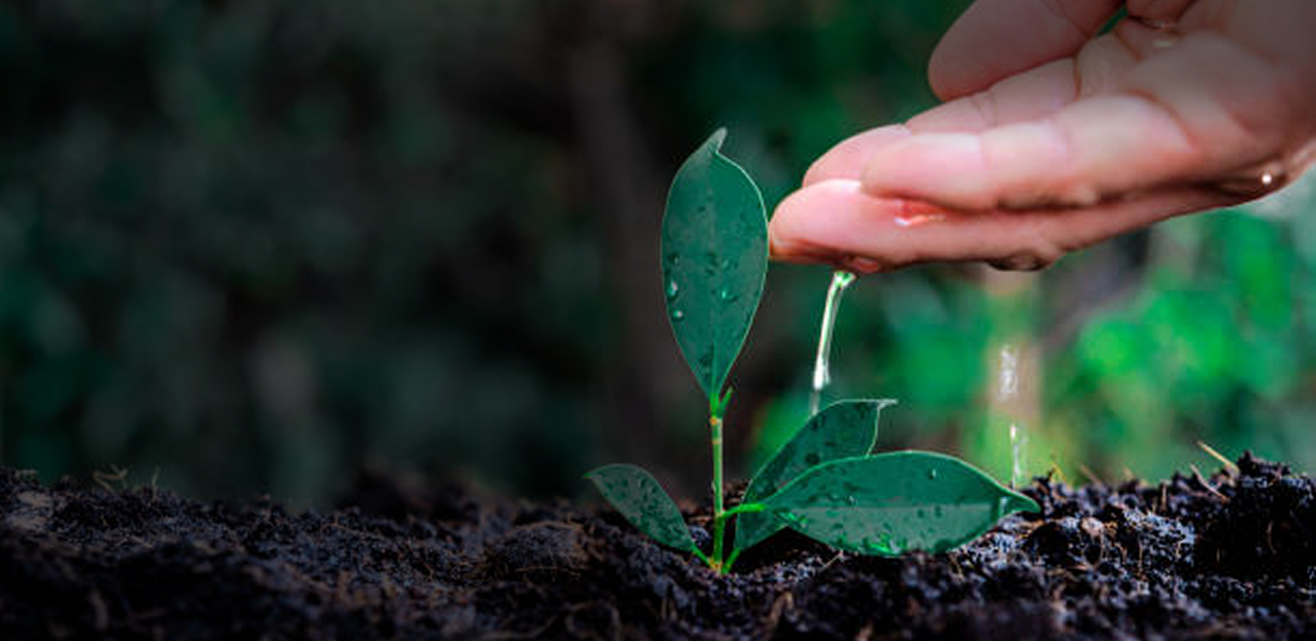 A hand gently touching a green seedling, representing a positive environmental impact.