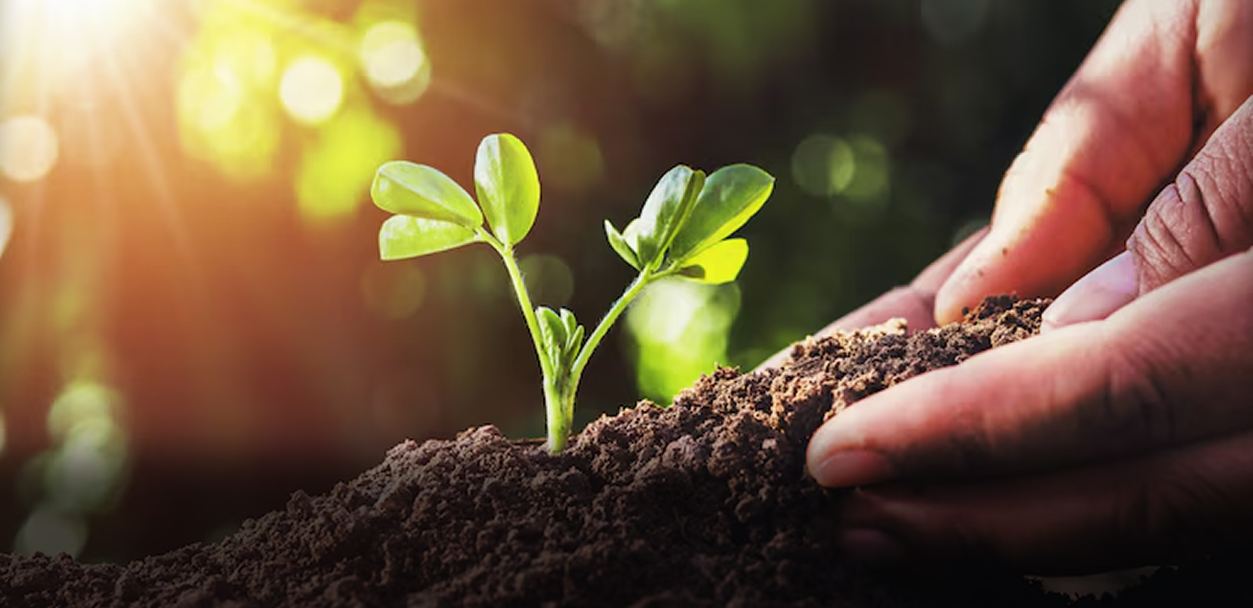 A hand tending to a small, newly planted seedling, representing net zero & long-term targets.