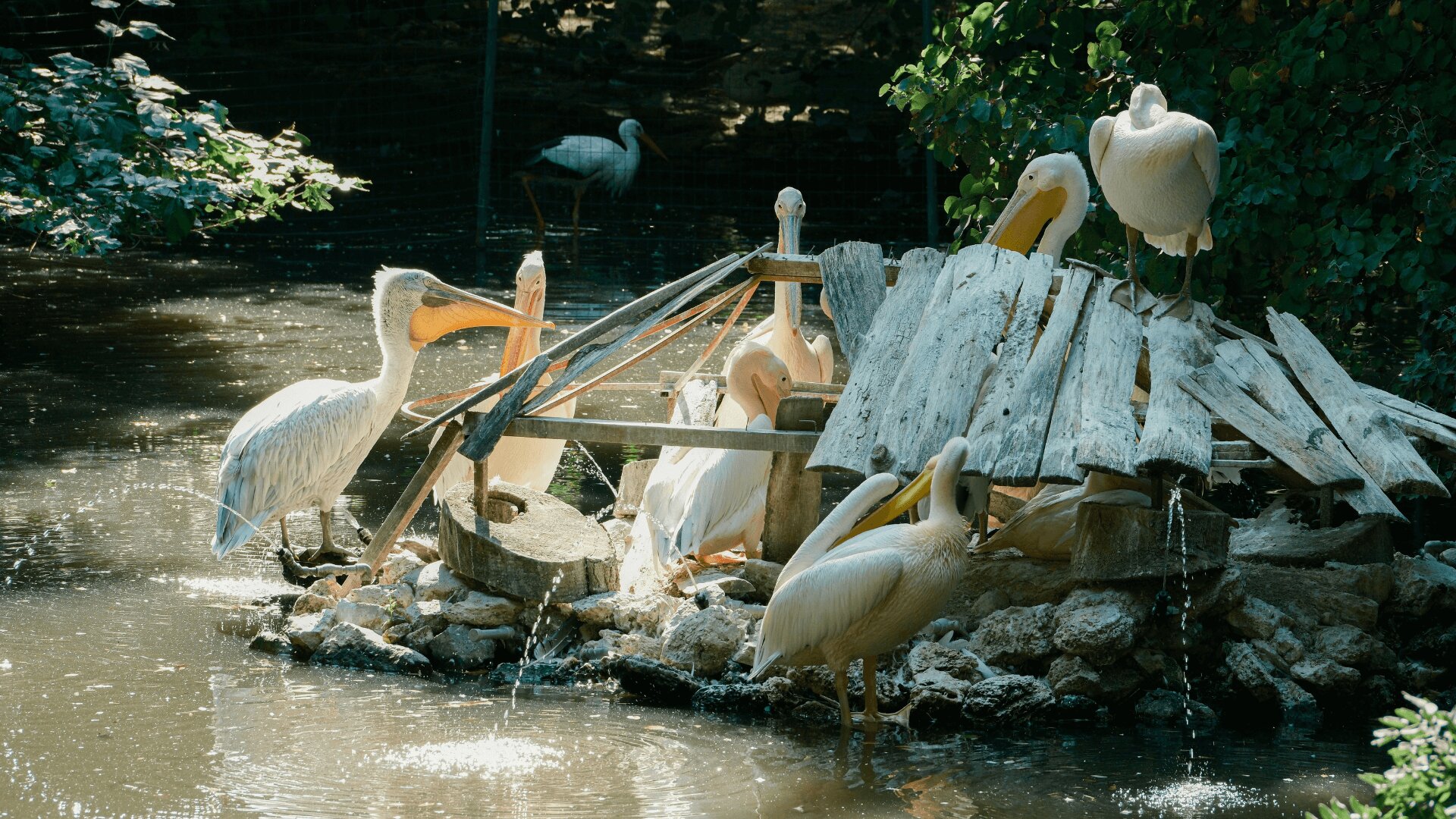 5. Zoological Park – Muckbuster _ Flexibuster (1)